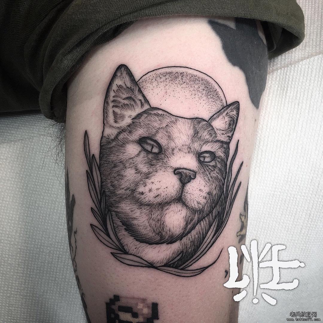 黑灰猫大臂纹身图案